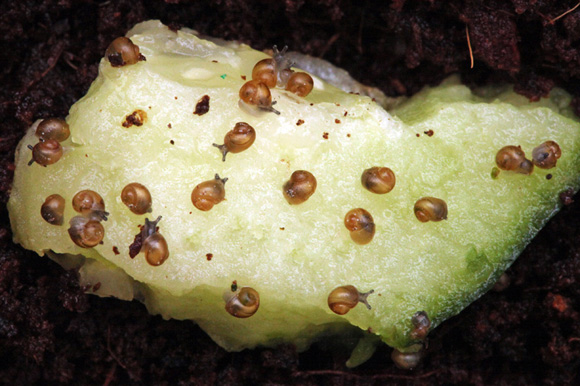 Bulimulus apodemetes Trancas, Tucumán province, Argentina
